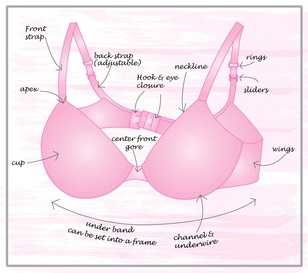 The anatomy of a bra